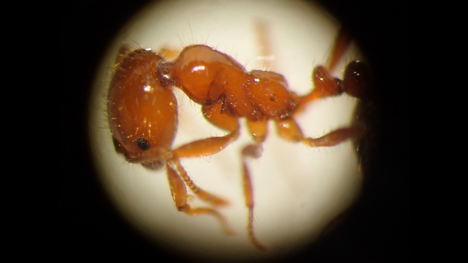 特定外来生物アカカミアリ(提供:環境省)