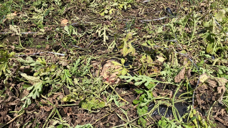 食い荒らされたスイカ