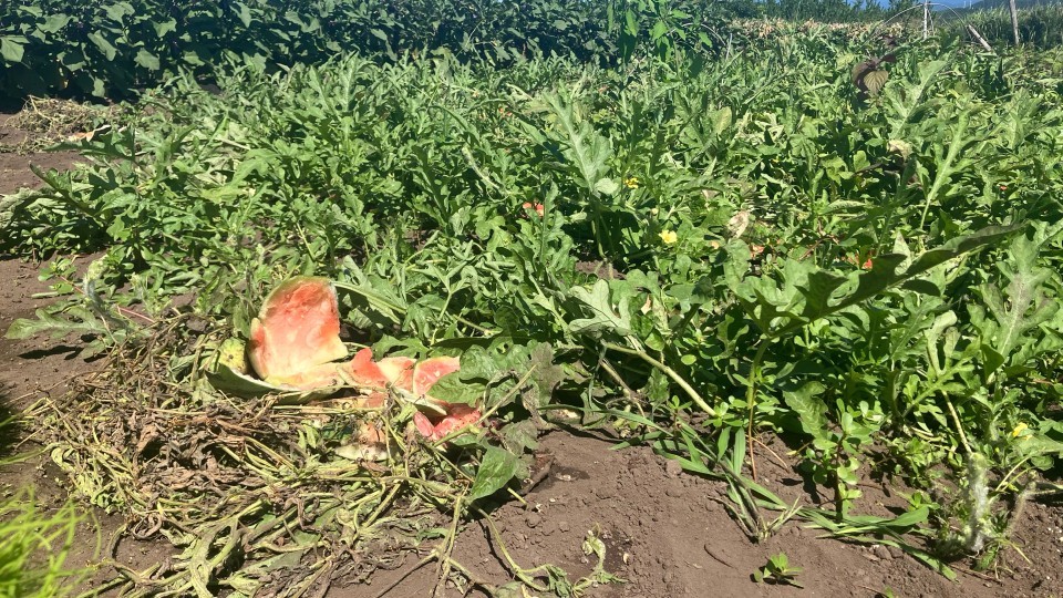 スイカが食べられた民家近くの畑（北海道警察提供）