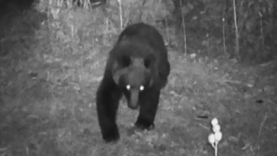 防犯カメラに記録されたクマ（19日夜・北海道松前町）北海道警察提供