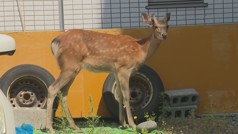 札幌・中心部に出没したシカ(1日 札幌市豊平区)