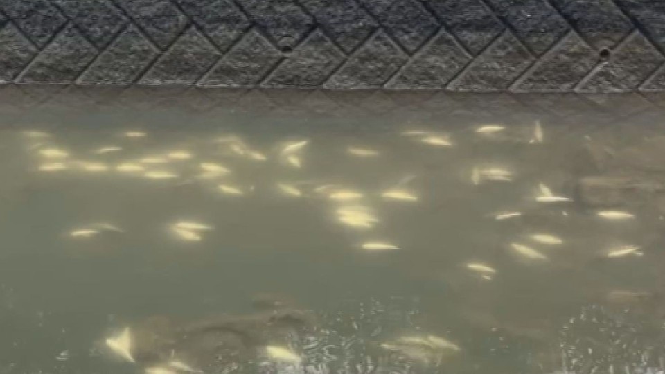 ボラとみられる魚が大量に死んでいるのが見つかった川（2日　北海道函館市）