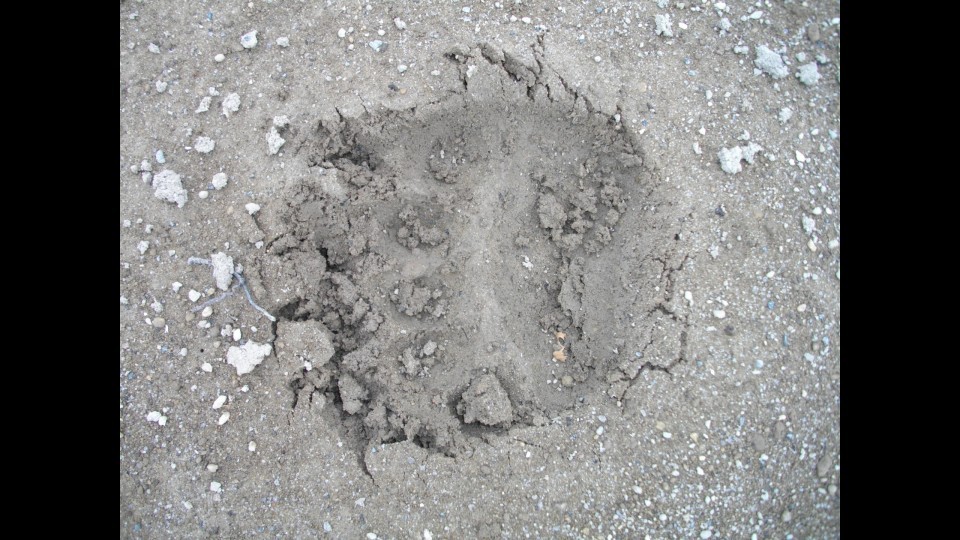 発見されたクマの足跡(画像提供・北海道警)
