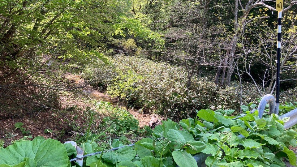 現場付近の山林(北海道木古内町・午後2時)