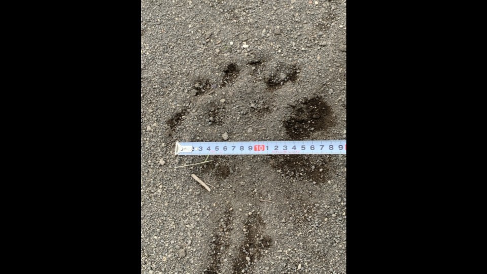 公園内で見つかったクマの足跡(苫小牧市提供・3日)
