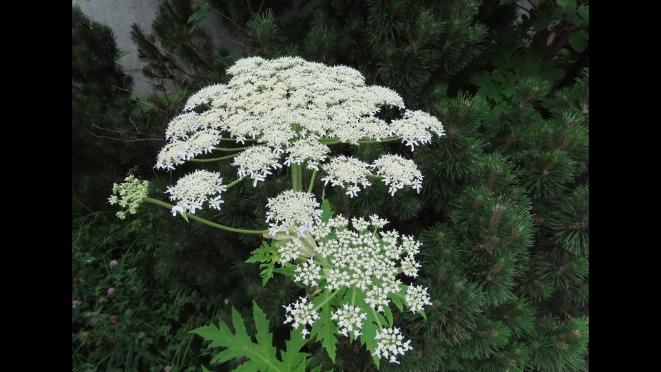 札幌市白石区で見つかったバイカルハナウドとみられる植物（札幌市提供）