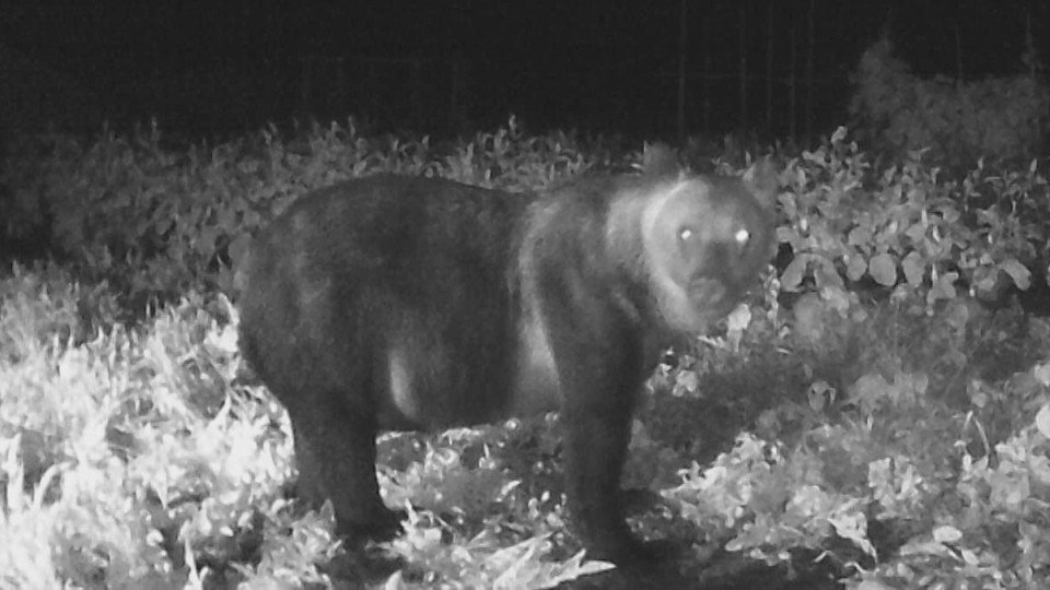 15日別の畑に設置したカメラに写るクマ（江差町）