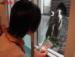 ペンギン