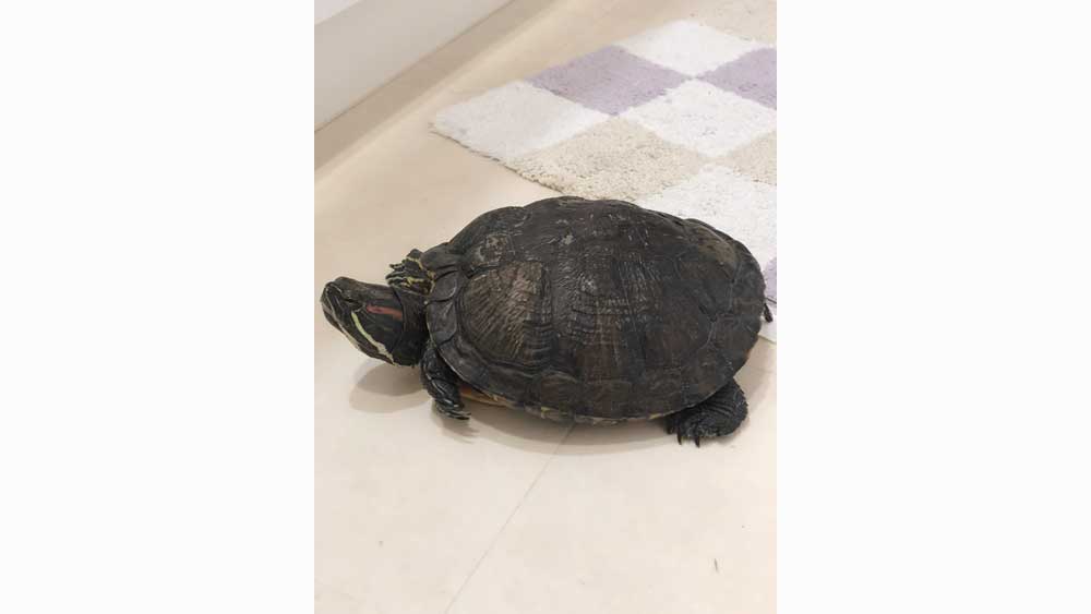 半崎さんの実家で飼っているペットのはなちゃん(写真)