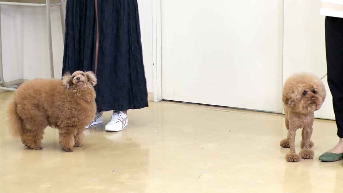 トイプードル きなこちゃん＆ケチャくんの写真