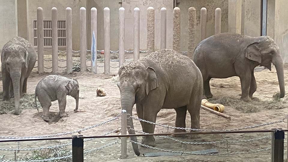 アジアゾウのタオ　今日も元気だよ！